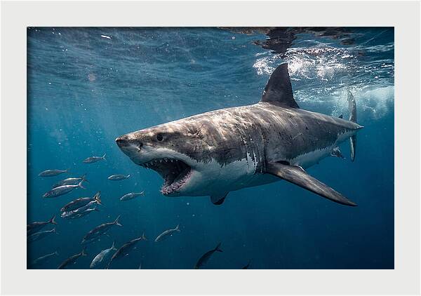 Majestic Predator Beneath Waves