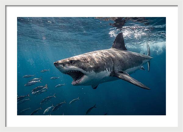 Majestic Predator Beneath Waves