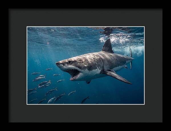 Majestic Predator Beneath Waves