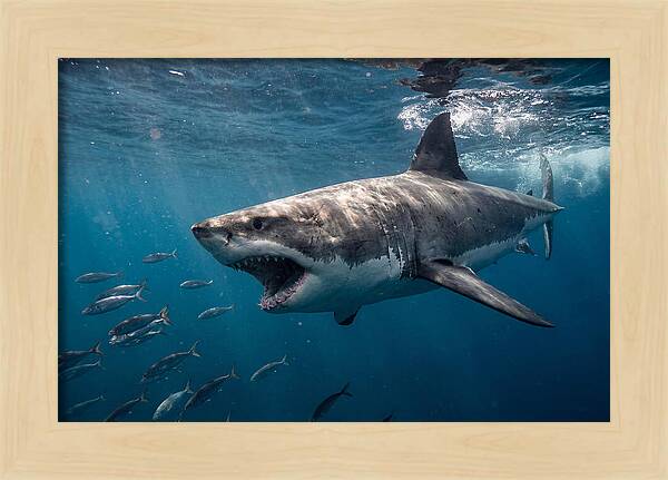 Majestic Predator Beneath Waves
