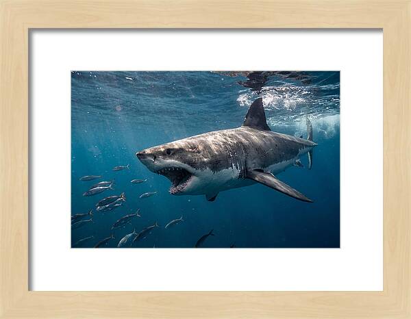 Majestic Predator Beneath Waves