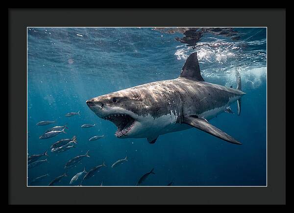 Majestic Predator Beneath Waves