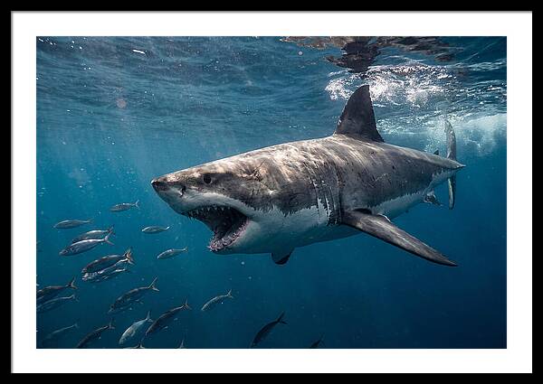 Majestic Predator Beneath Waves