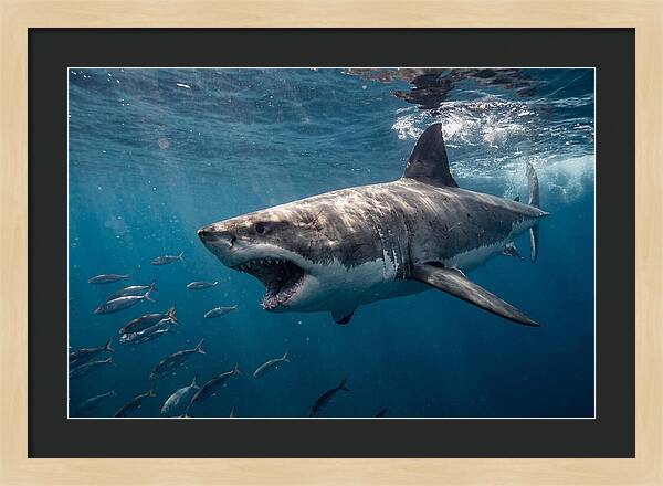Majestic Predator Beneath Waves