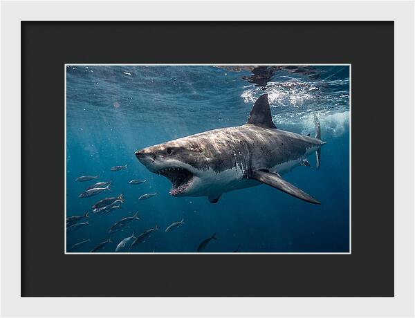 Majestic Predator Beneath Waves