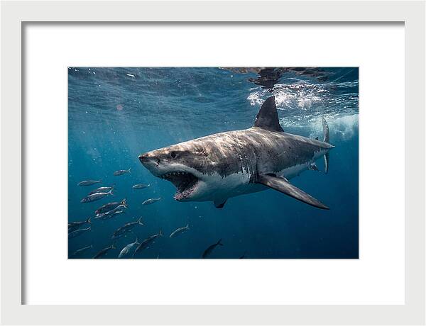 Majestic Predator Beneath Waves