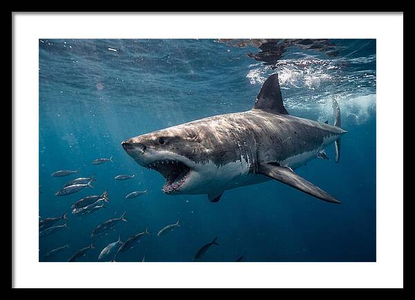 Majestic Predator Beneath Waves