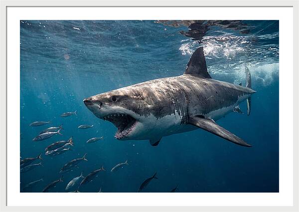 Majestic Predator Beneath Waves