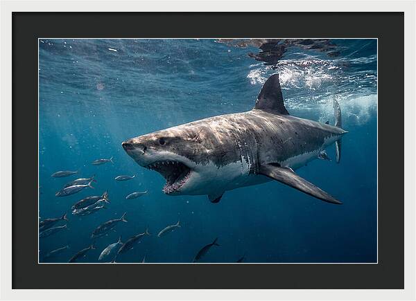Majestic Predator Beneath Waves