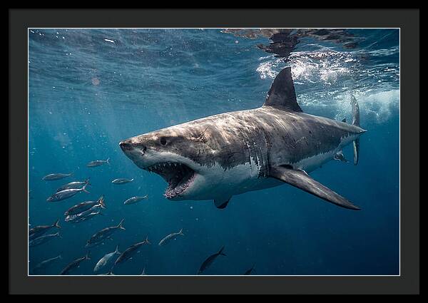 Majestic Predator Beneath Waves