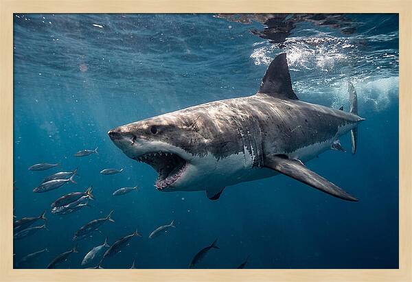 Majestic Predator Beneath Waves