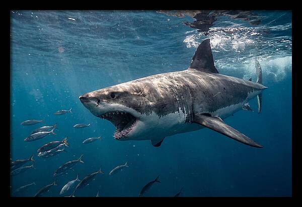 Majestic Predator Beneath Waves