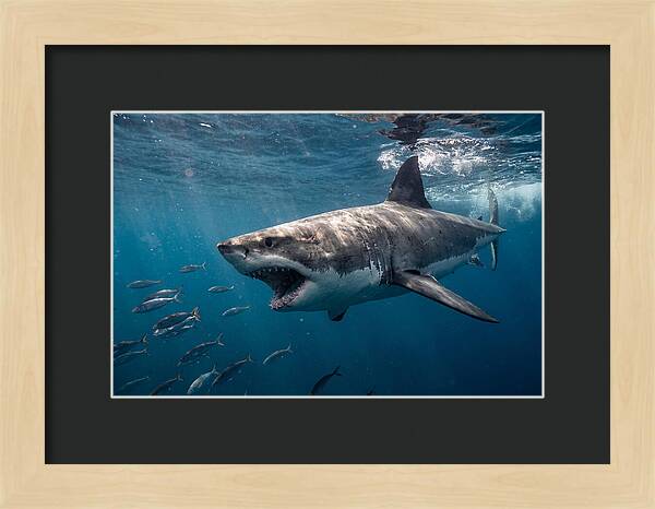 Majestic Predator Beneath Waves