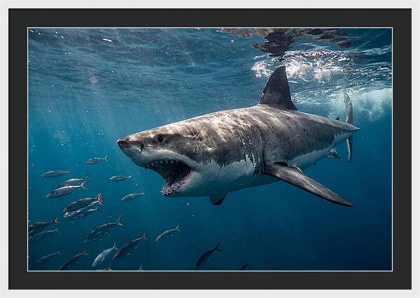 Majestic Predator Beneath Waves