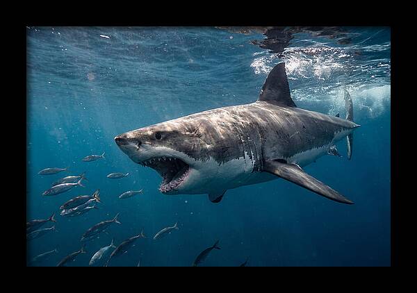 Majestic Predator Beneath Waves