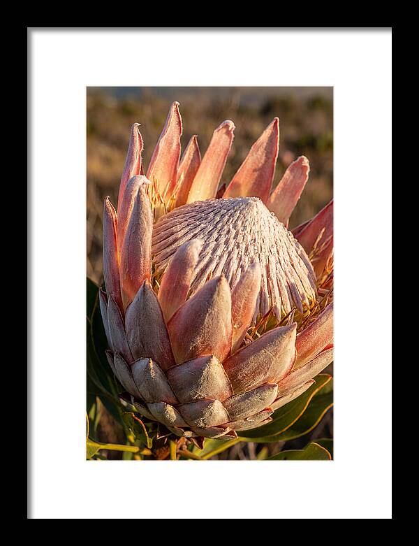 Majestic Protea Bloom