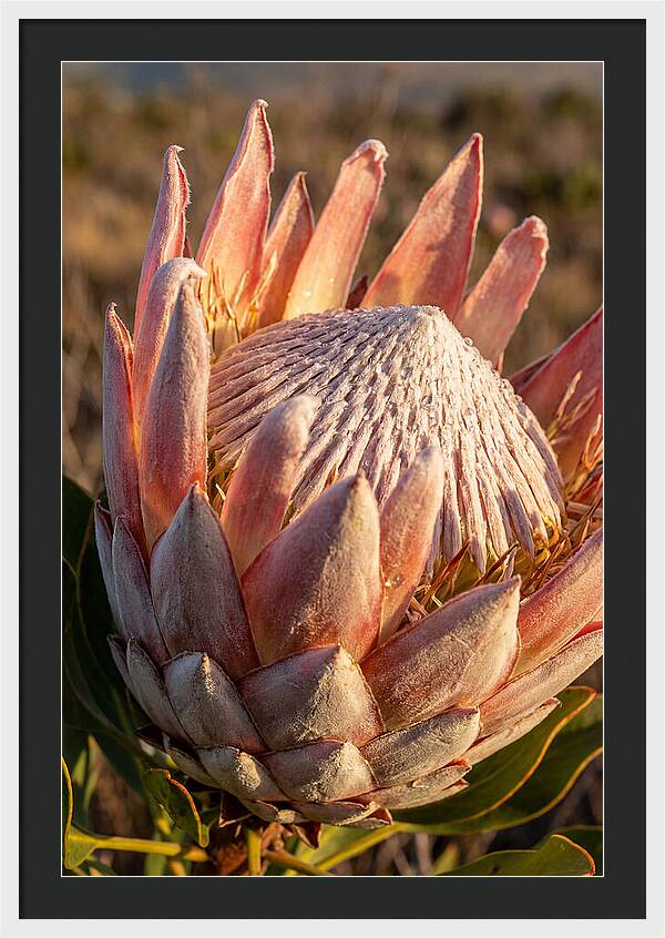Majestic Protea Bloom
