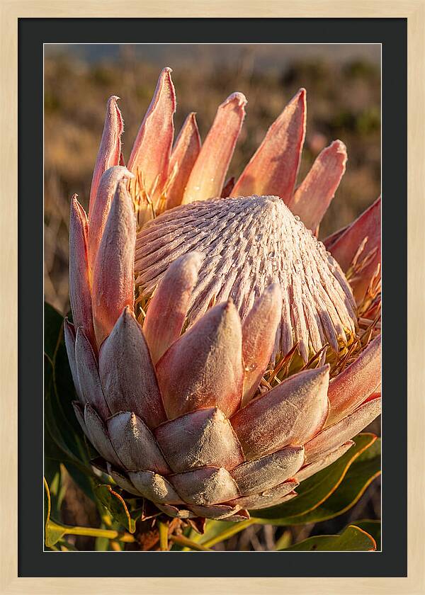 Majestic Protea Bloom