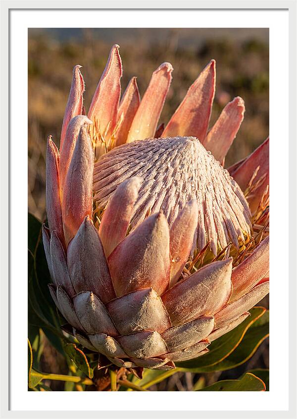 Majestic Protea Bloom
