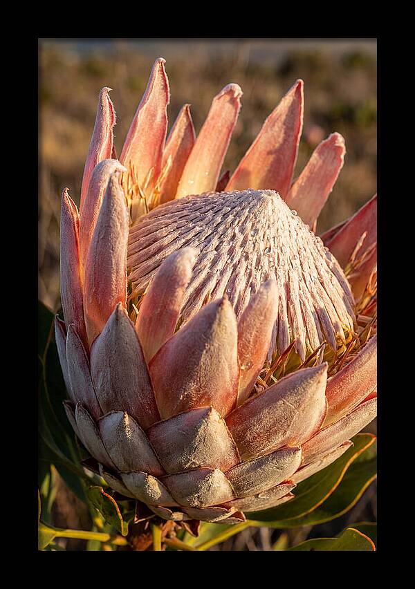 Majestic Protea Bloom