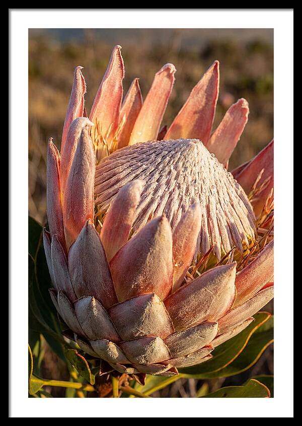 Majestic Protea Bloom
