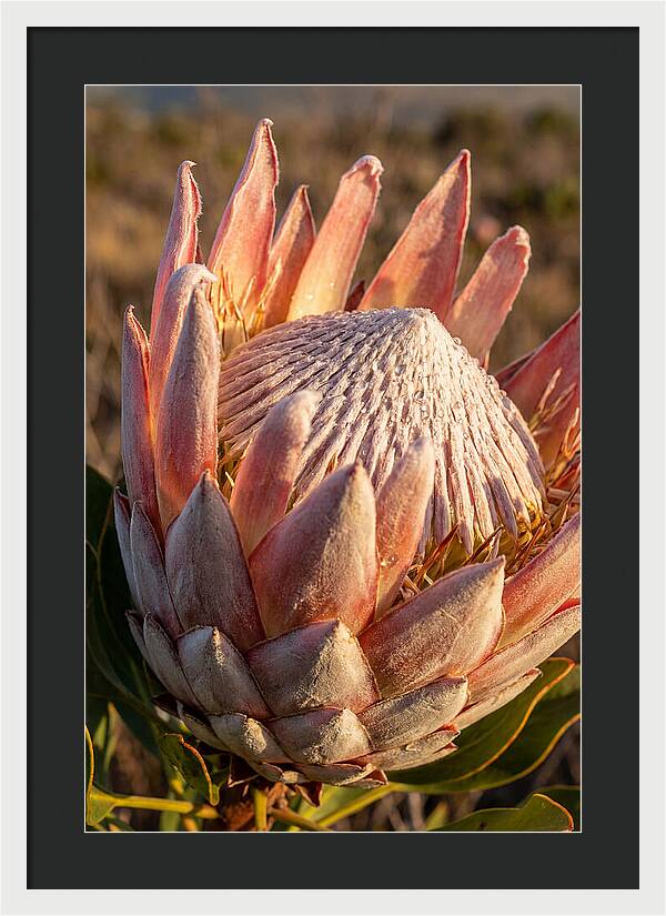 Majestic Protea Bloom