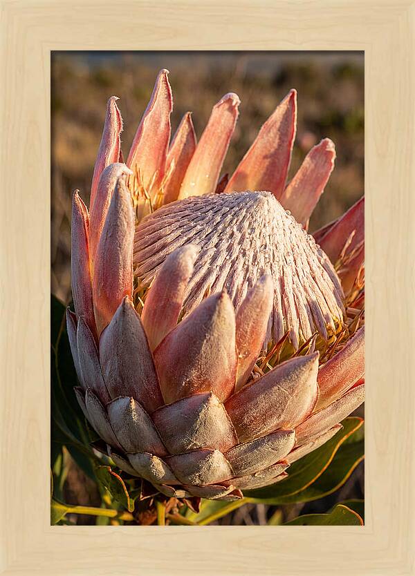 Majestic Protea Bloom