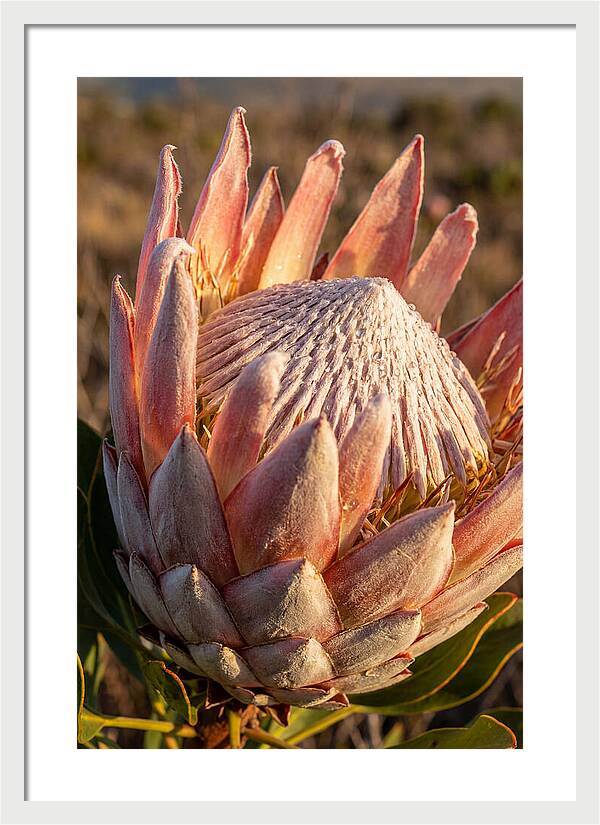 Majestic Protea Bloom