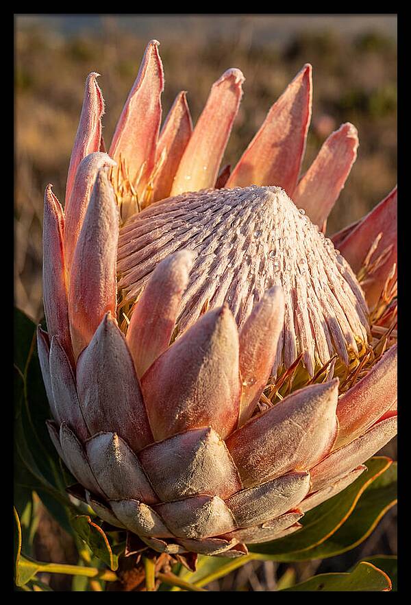 Majestic Protea Bloom