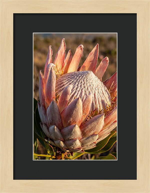 Majestic Protea Bloom
