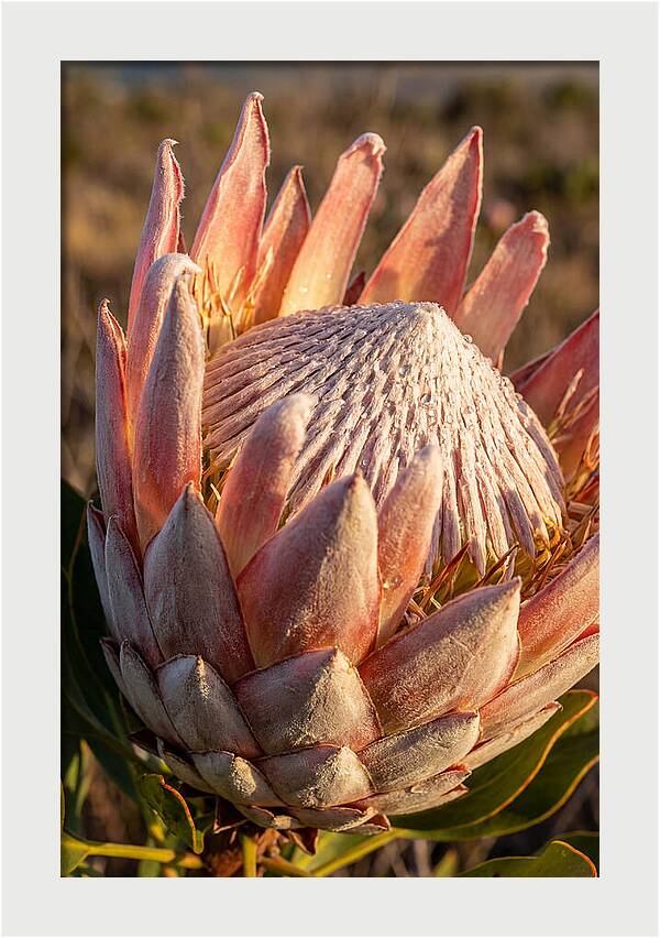 Majestic Protea Bloom