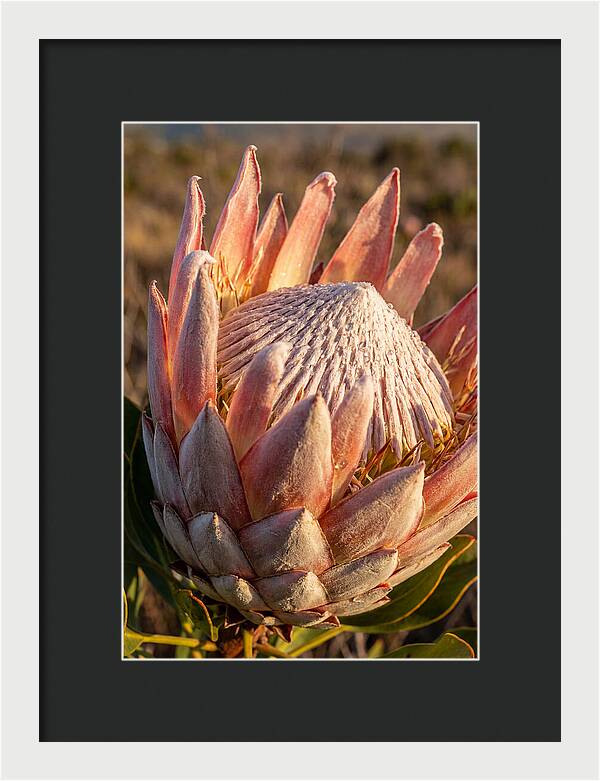 Majestic Protea Bloom