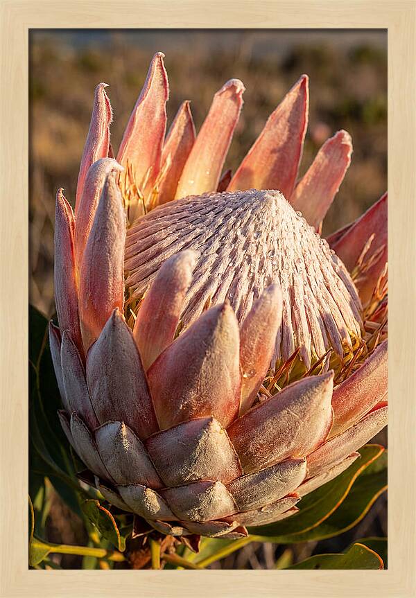 Majestic Protea Bloom