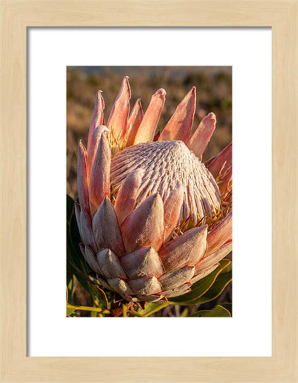 Majestic Protea Bloom