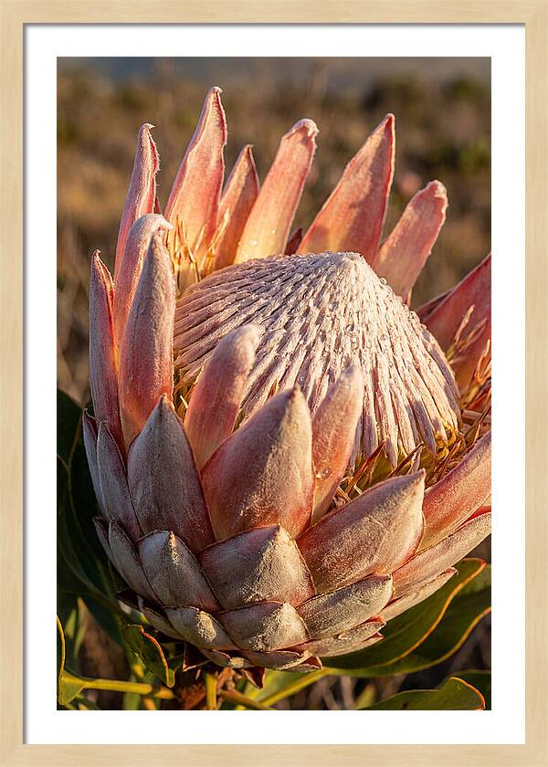 Majestic Protea Bloom