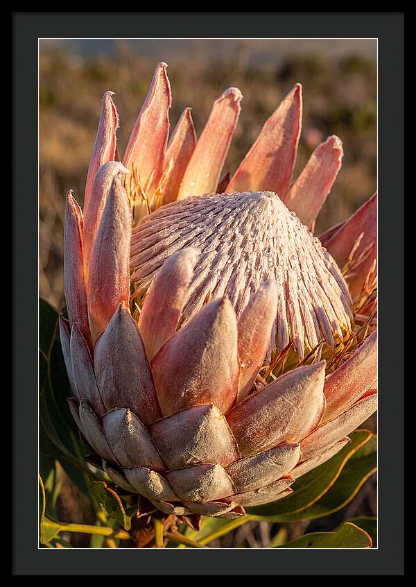 Majestic Protea Bloom