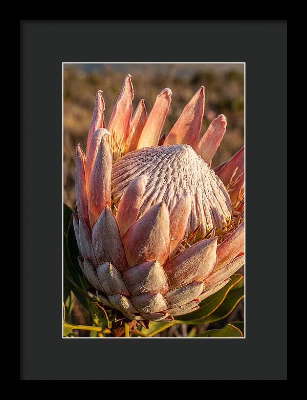 Majestic Protea Bloom