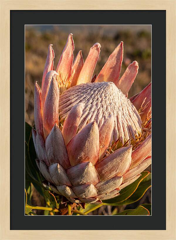 Majestic Protea Bloom