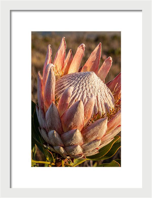 Majestic Protea Bloom