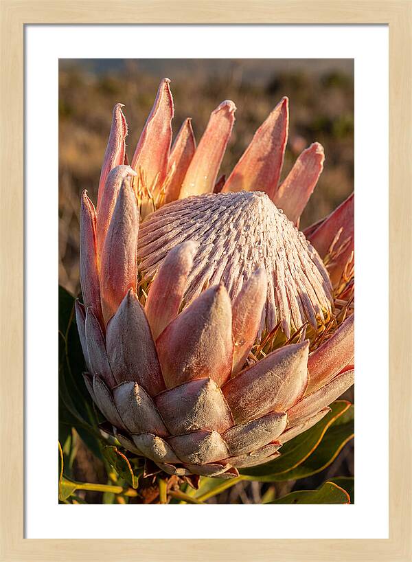 Majestic Protea Bloom