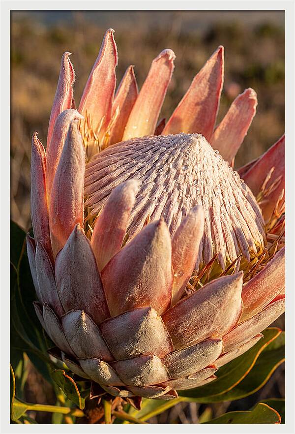 Majestic Protea Bloom
