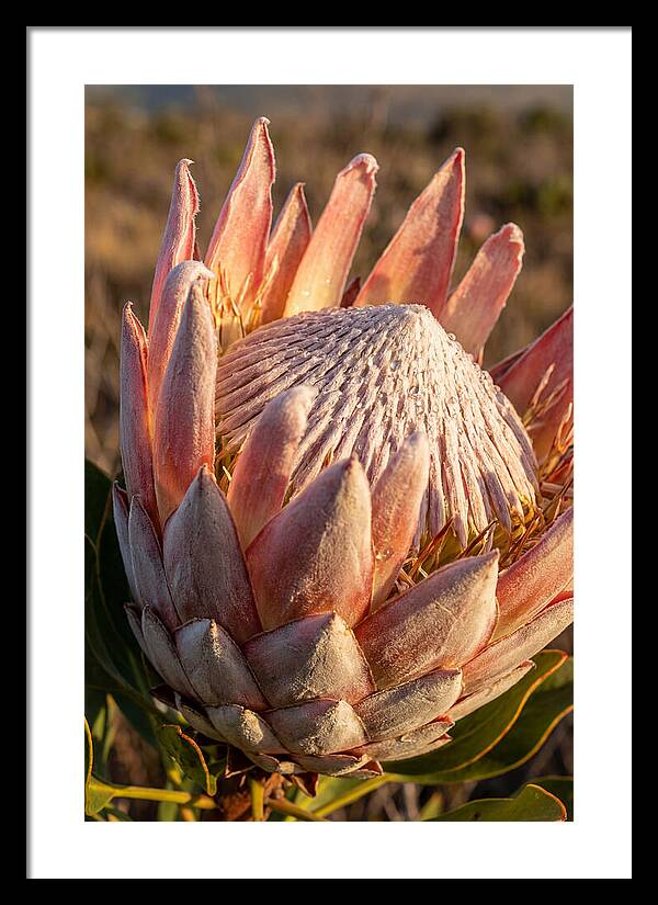 Majestic Protea Bloom