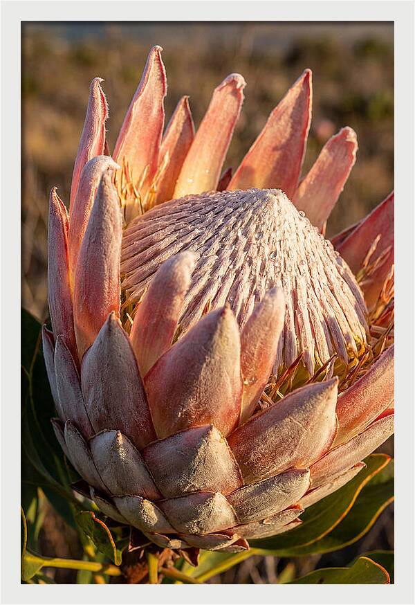 Majestic Protea Bloom