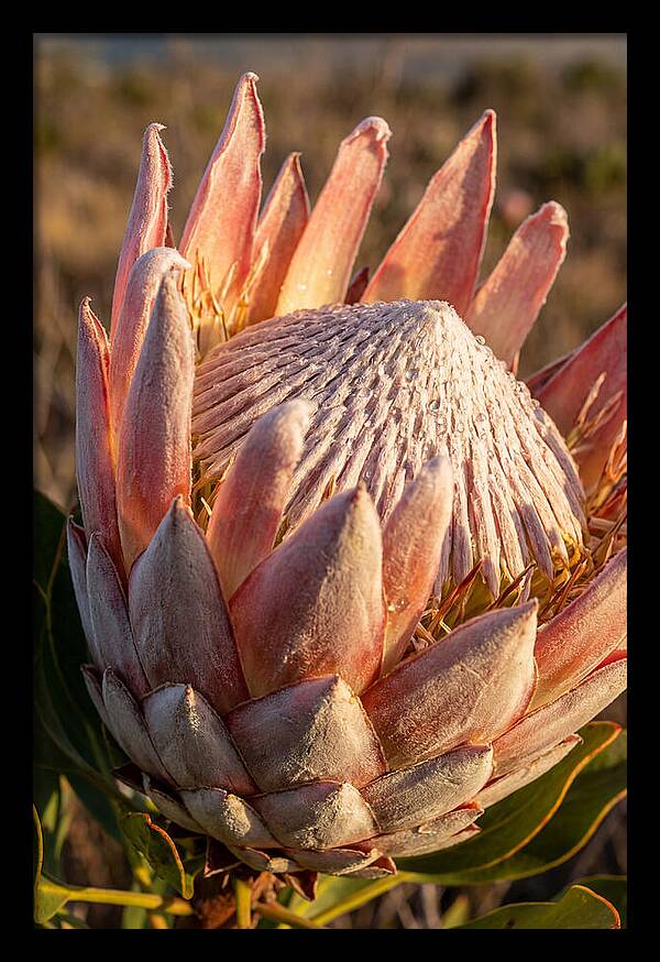 Majestic Protea Bloom