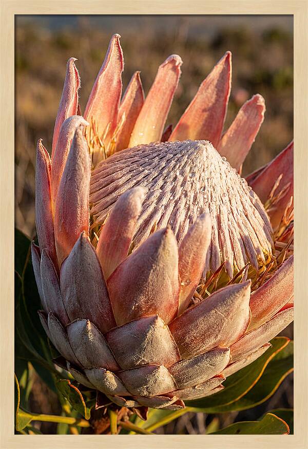 Majestic Protea Bloom