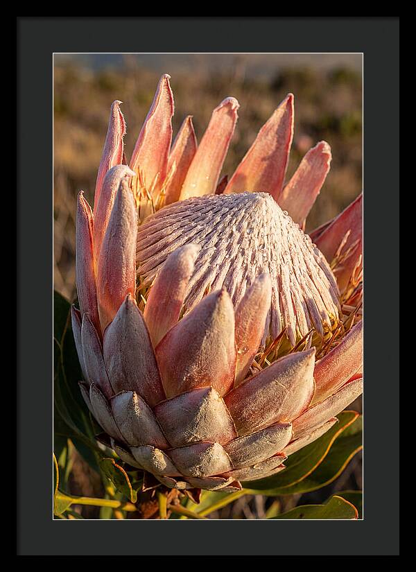 Majestic Protea Bloom