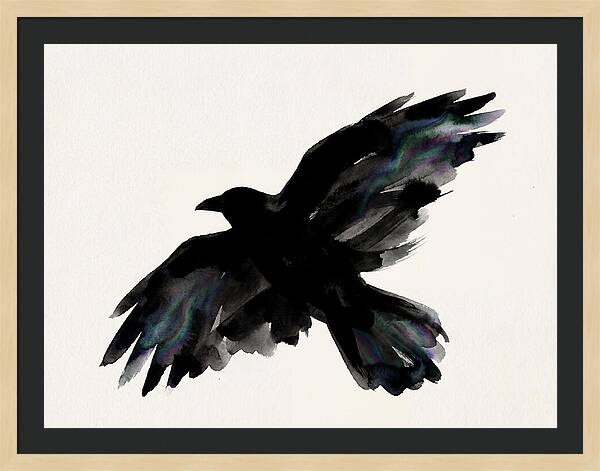 Majestic Raven Soaring