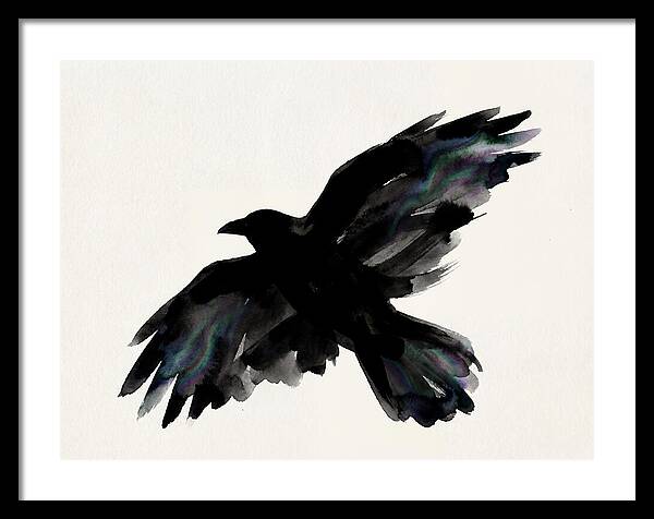 Majestic Raven Soaring