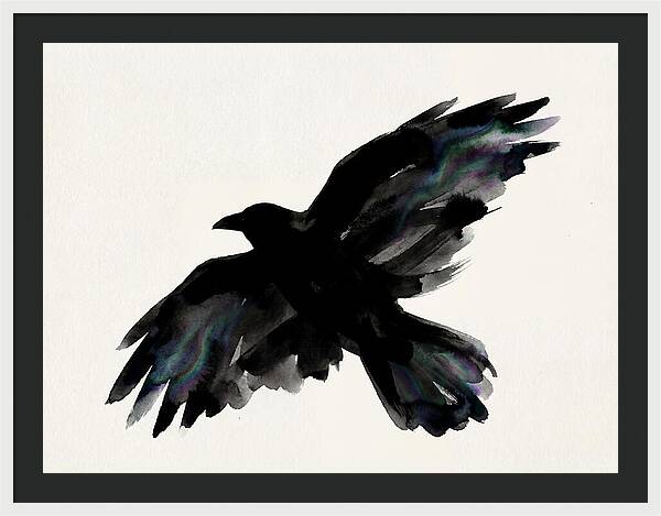 Majestic Raven Soaring