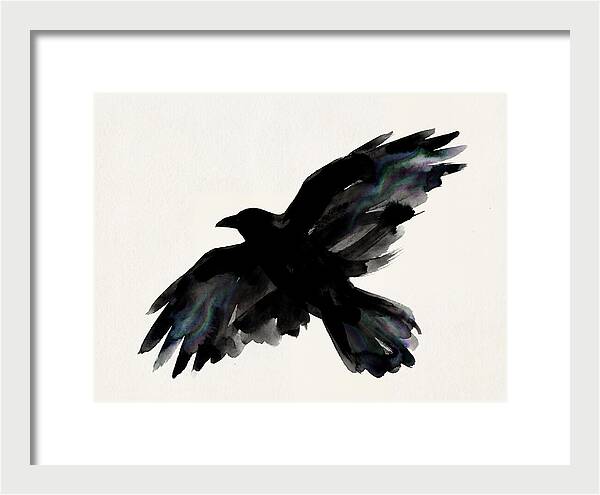 Majestic Raven Soaring